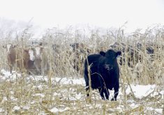 Cattle take shelter in the stalks of Brett McRae’s intercropped corn grazing system.