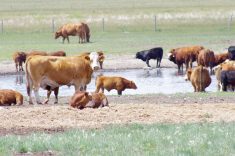 Cattle drink out of a disappearing dugout. Drought remains one of the open questions for the 2024 season.
