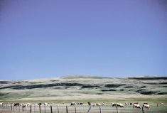 Record pasture insurance paid out in 2023