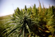 Hemp variety trials on offer