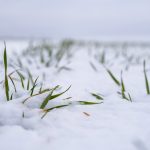 File photo of winter wheat plants in snow. (Volodymyr Shtun/iStock/Getty Images)