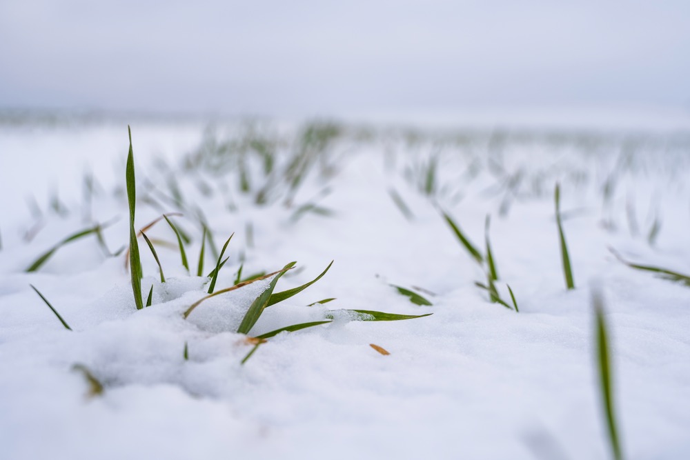 File photo of winter wheat plants in snow. (Volodymyr Shtun/iStock/Getty Images)
