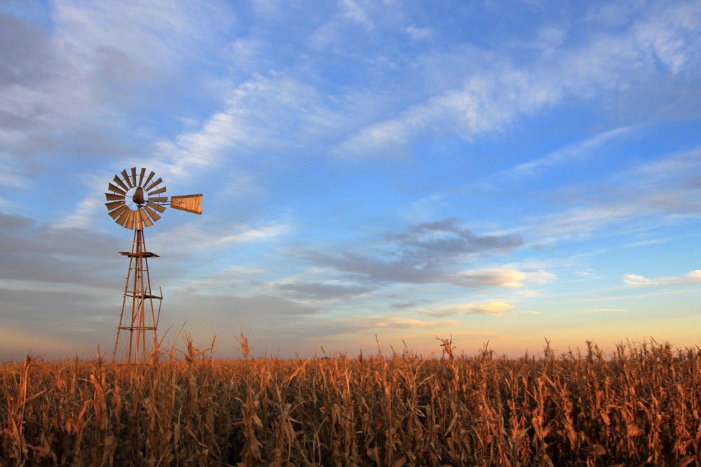 File photo of a cornfield in Argentina. (Reisegraf/iStock/Getty Images)
