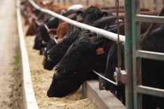 (Photo courtesy Canada Beef Inc.)
