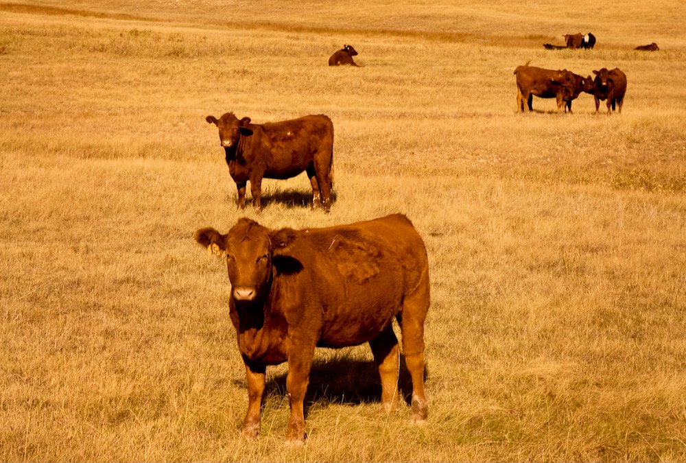 Photo: Canada Beef Inc.
