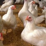 US is ’18 months or so’ away from finding bird flu vaccine, says agriculture secretary