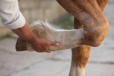 Holistic management can help manage arthritis risk in sport horses.