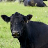 Ensuring identification tags remain in the ear of cow is essential for farm-to- fork traceability.