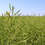 Don’t grow deregistered canola varieties