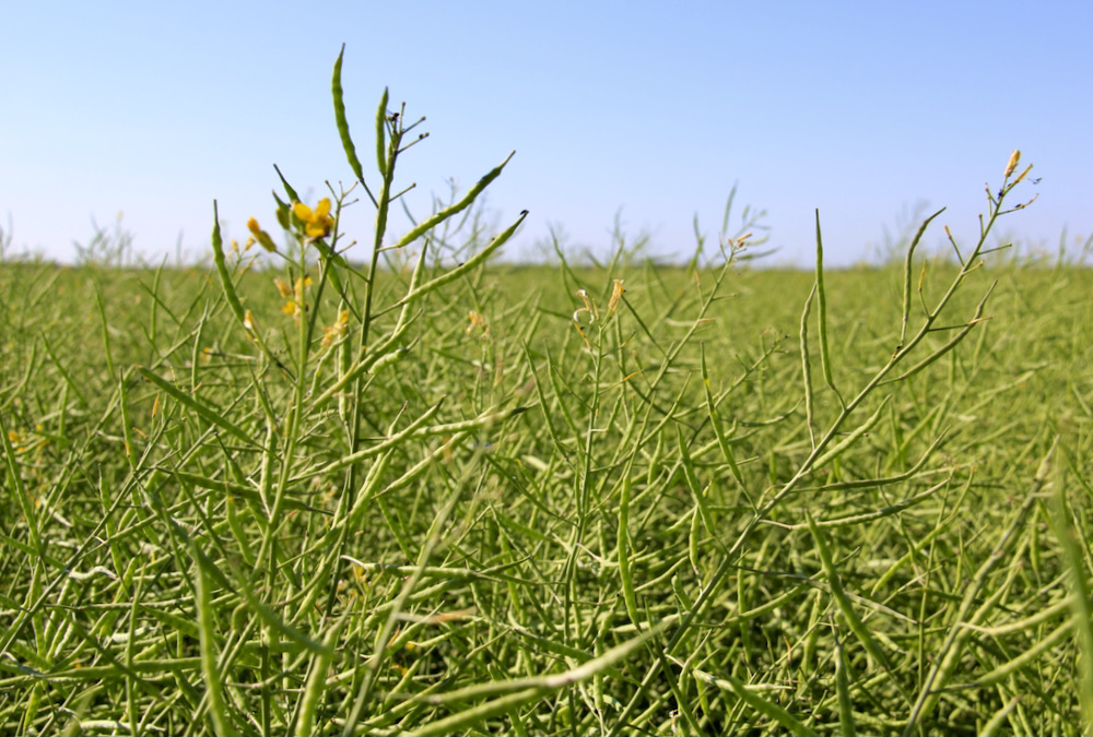 Don’t grow deregistered canola varieties