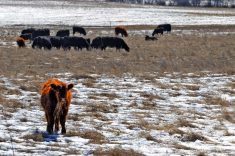 Keeping your cool in calving season requires planning
