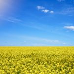 Although drought and markets are the biggest things on canola producers’ minds now, there is room for optimism, says Alberta Canola’s newly re-elected chair.