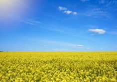 Although drought and markets are the biggest things on canola producers’ minds now,  there is room for optimism, says Alberta Canola’s newly re-elected chair.