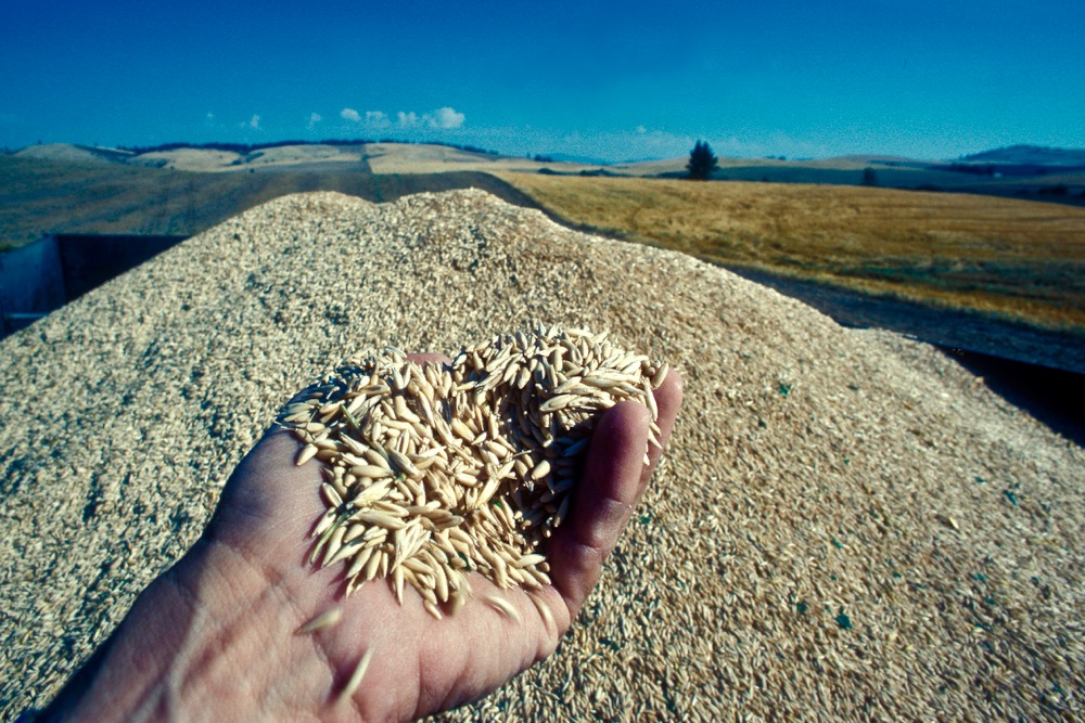 Oats. (Doug Wilson photo courtesy ARS/USDA)
