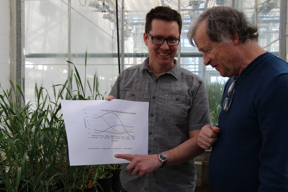 John Laurie and Andre Laroche are co-leading a project to gene edit spring wheat's circadian clock. This is a first for AAFC and results could lead to commercially available wheat with multiple improved characteristics.