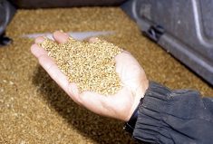 Check your grain bins for spoilage