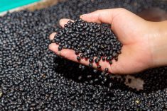 File photo of black beans. (Nhattienphoto/iStock/Getty Images)
