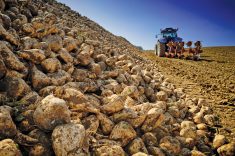 The Alberta Sugar Beet Growers say a national strategy would allow industry expansion.