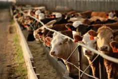 Even small production gains in feedlots could be enough to make feed additives a winning proposition.