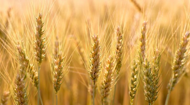 U.S. grains: Wheat futures bounce after 3-1/2 year low; soy, corn climb