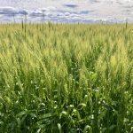 Producers sought for wheat, barley trials