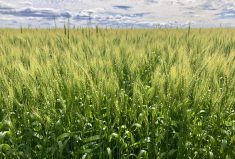 Producers sought for wheat, barley trials