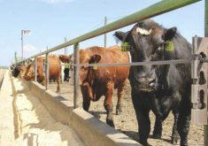 So far at least, the product works best in feedlot and dairy operations where intake is closely controlled.