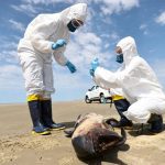 FILE PHOTO: A team from the Laboratory of Ecology and Conservation of Marine Megafauna at the Federal University of Rio Grande (ECOMEGA) collects organic material from a dead porpoise on the coast of the Atlantic Ocean, during an outbreak of Bird Flu, in Sao Jose do Norte, in the State of Rio Grande do Sul, Brazil, November 21, 2023. REUTERS/Diego Vara/File Photo