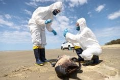 FILE PHOTO: A team from the Laboratory of Ecology and Conservation of Marine Megafauna at the Federal University of Rio Grande (ECOMEGA) collects organic material from a dead porpoise on the coast of the Atlantic Ocean, during an outbreak of Bird Flu, in Sao Jose do Norte, in the State of Rio Grande do Sul, Brazil, November 21, 2023. REUTERS/Diego Vara/File Photo
