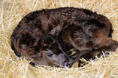 Sick calves should be put in a separate area isolated from others.