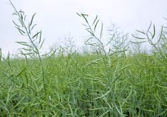 Roughly 2.5 million tonnes of canola seed equivalent stocks are now used for biofuel markets in Canada, the U.S. and the European Union.