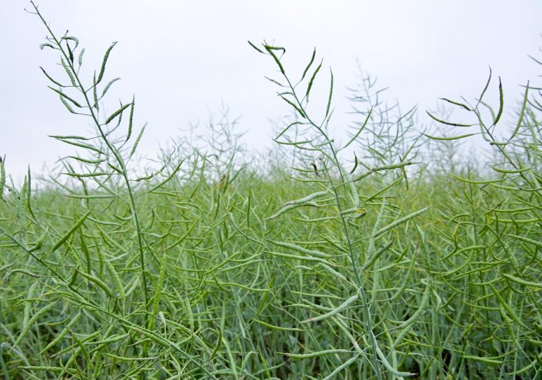 Check your canola seeding rates Alberta Farmer Express