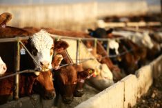 Photo: Canada Beef Inc.