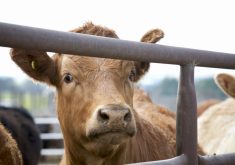 Livestock traceability has been implemented in various forms across livestock sectors, with various degrees of benefit and cost to producers.
