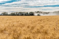 File photo of harvesting near Wymark, Sask., south of Swift Current, on Sept. 8, 2020. (Nancy Anderson/iStock/Getty Images)
