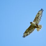 Ferruginous hawks are endangered, but the government and conservation groups have a recovery plan.