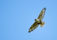 Ferruginous hawks are endangered, but the government and conservation groups have a recovery plan.
