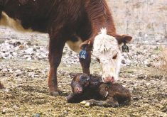 A bit of preparation can make calving season go a lot more smoothly for animal and producer alike.