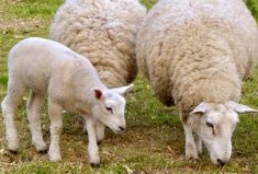 Optimism for Alberta’s lamb market