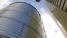 “Several cases of spoiling crops have showed up lately, leading to marketing difficulty and large price discounts.” – Neil Blue.