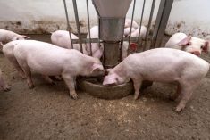 For hog farmers, energy costs are the second-highest operating expense after feed.
