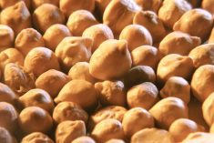 Chickpea growers urged to participate in life cycle analysis survey