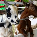 File photo of goats on display at the Hanover Agricultural Fair in Grunthal, Man. in August 2019. (Dave Bedard photo)