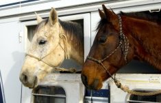 Improved handling methods focused on the head and use of headgear, especially in ridden horses, are now recognized as significant factors affecting neck health and function.