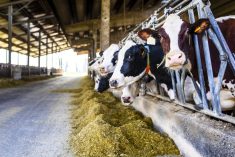 An RBC report noted the federal government has introduced projects like the Reducing Enteric Methane Emissions from Cattle draft carbon protocol, which could generate credits for producers.