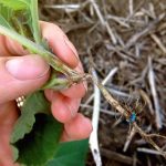 Signs of blackleg in a canola plant.