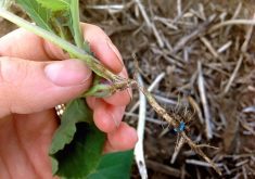 Signs of blackleg in a canola plant.