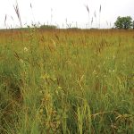 Preliminary results suggest that Alberta grasslands fared better than others in weathering the effect of drought.