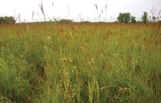 Preliminary results suggest that Alberta grasslands fared better than others in weathering the effect of drought.