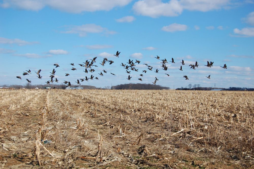 Photo: martinfaint/iStock/Getty Images Plus

